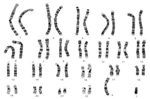 cytovision4