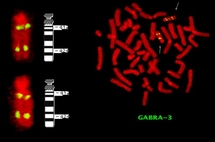 cytovision5