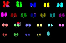 cytovision6